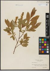Foto von Salix hastata L.